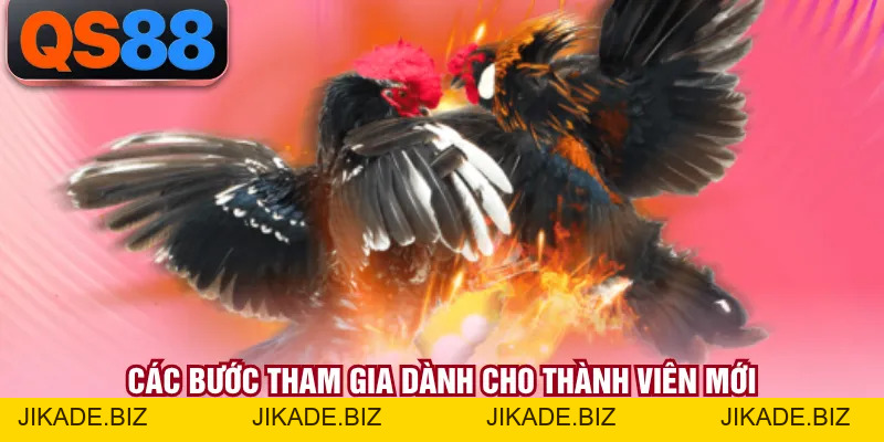 Đá Gà Cựa Sắt - Hình Thức Đấu Kê Kịch Tính Bậc Nhất