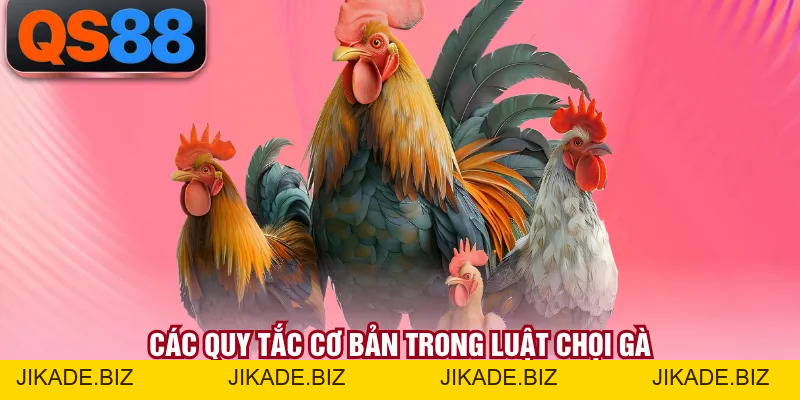 Đá Gà Thomo - Sân Chơi Chiến Kê Trực Tiếp Rất Kịch Tính