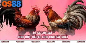 Đá Gà QS88 - Không Gian Giải Trí Kịch Tính Bậc Nhất