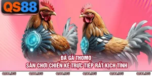 Đá Gà QS88 - Không Gian Giải Trí Kịch Tính Bậc Nhất