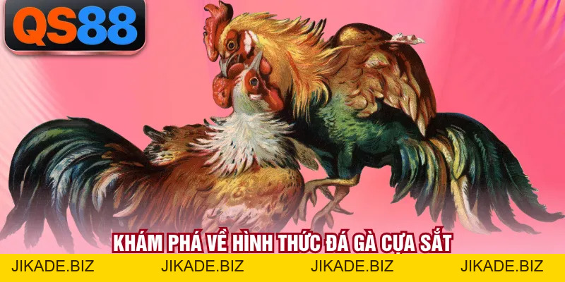 Đá Gà Cựa Sắt - Hình Thức Đấu Kê Kịch Tính Bậc Nhất