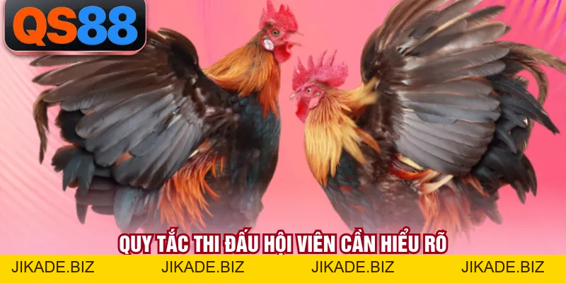 Đá Gà Cựa Sắt - Hình Thức Đấu Kê Kịch Tính Bậc Nhất