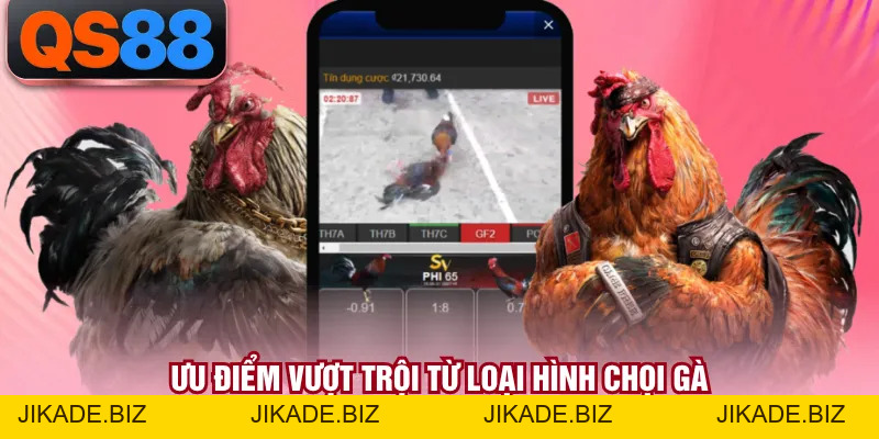 Đá Gà Cựa Dao - Hình Thức Chọi Gà Kinh Điển Tại Châu Á